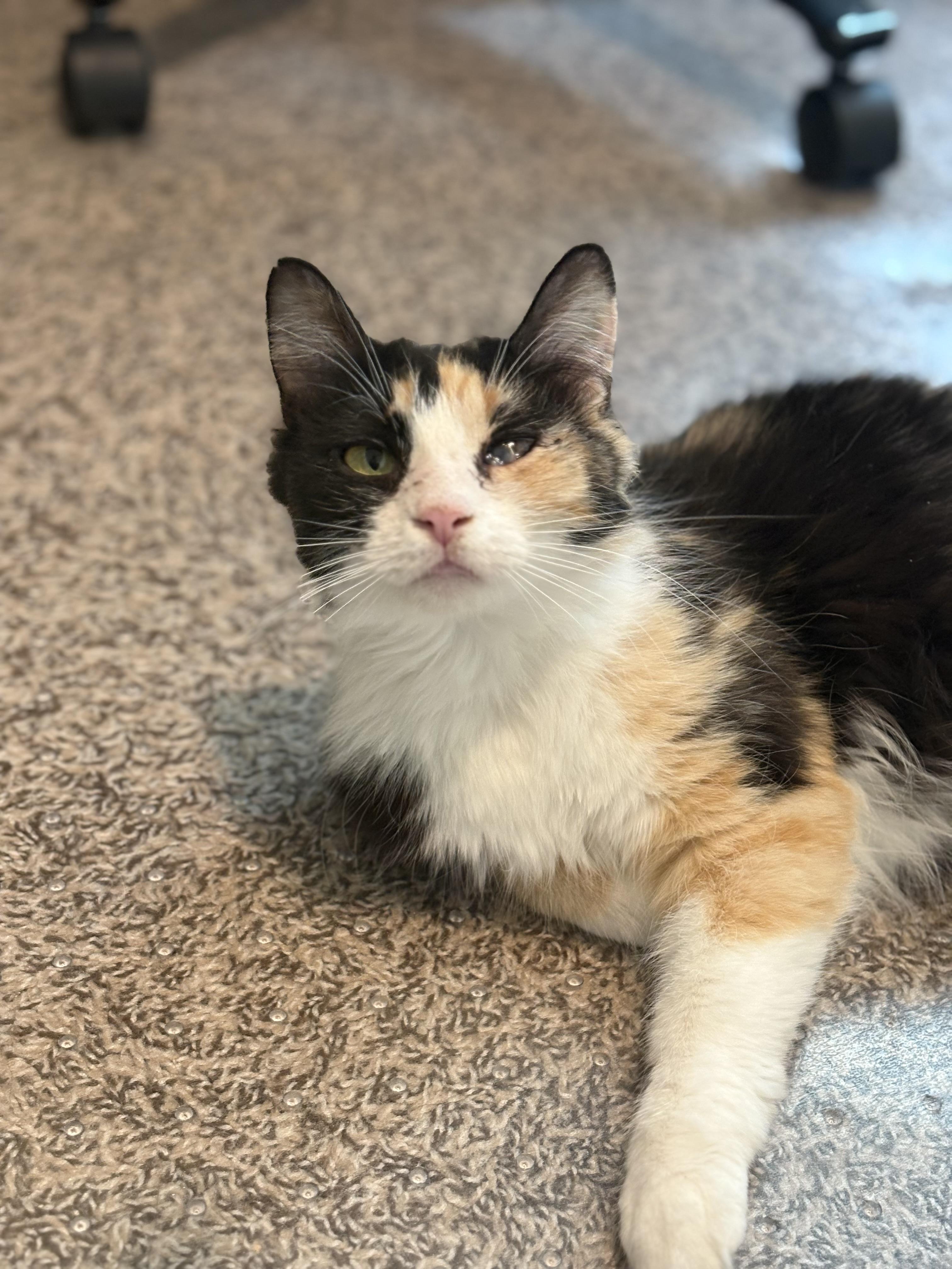 Enlarge Serenity, a Adoptable Domestic Medium Hair in queen creek, AZ image 5/5