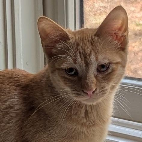 Leon, Adoptable, Young Male Domestic Short Hair.