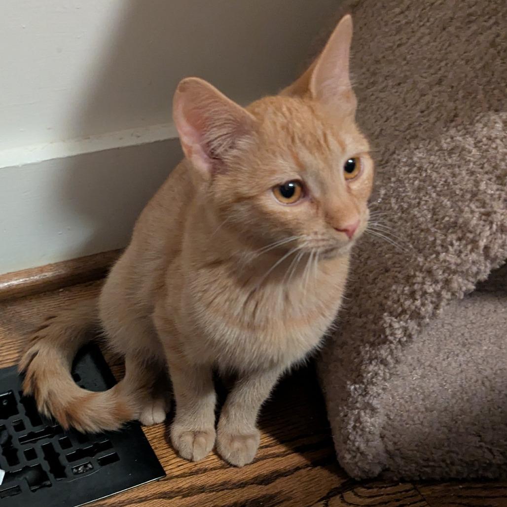 Enlarge Leon, a Adoptable Domestic Short Hair in Durham, NC image 2/5