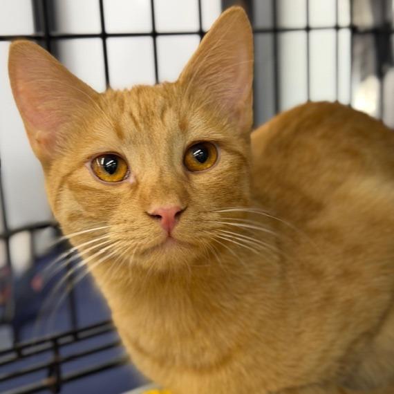 Enlarge Leon, a Adoptable Domestic Short Hair in Durham, NC image 3/5