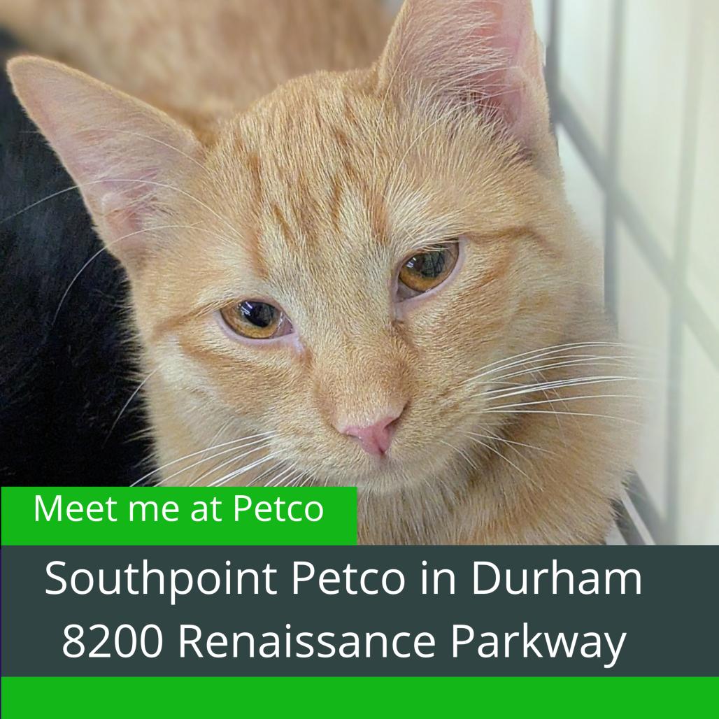 Enlarge Leon, a Adoptable Domestic Short Hair in Durham, NC image 4/5