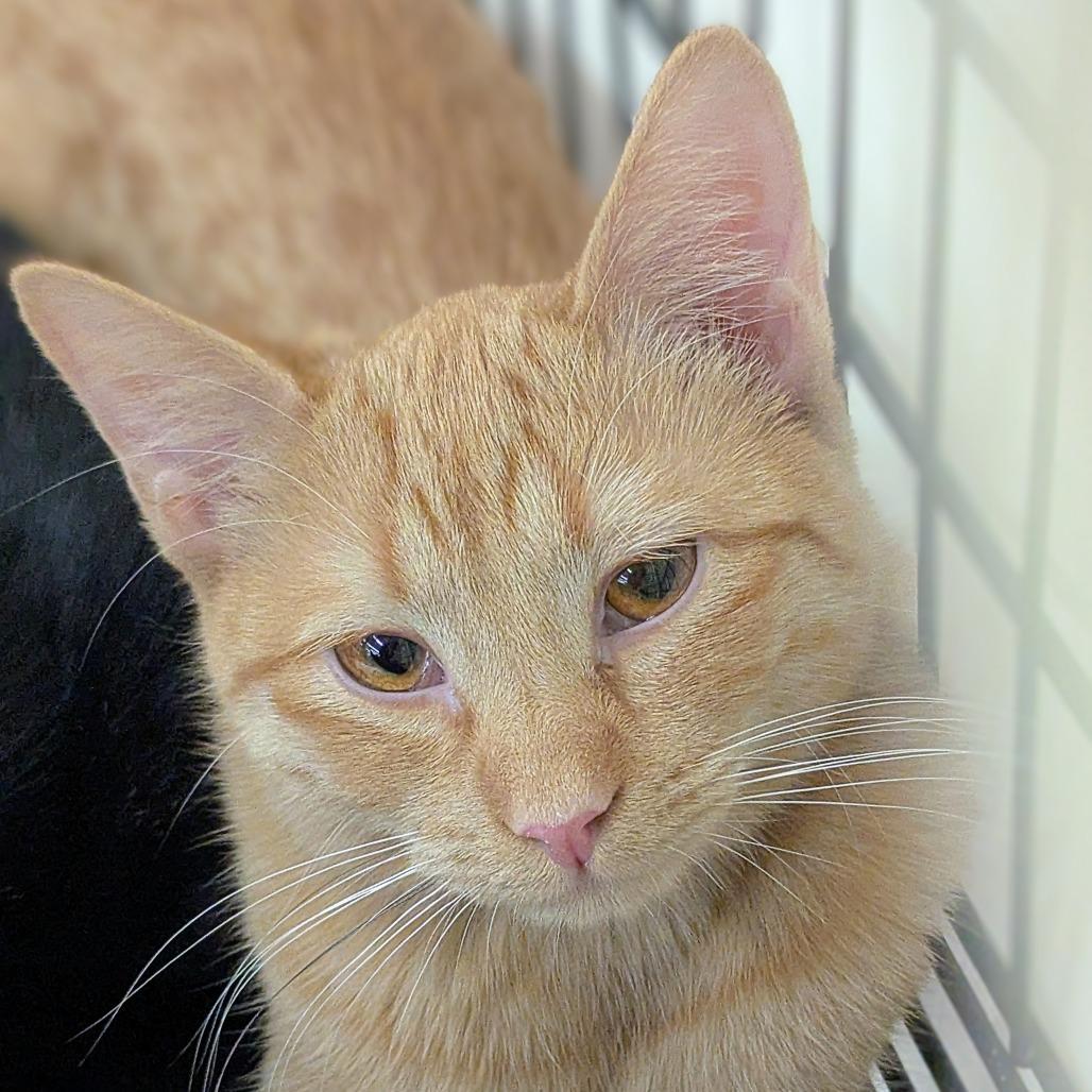 Enlarge Leon, a Adoptable Domestic Short Hair in Durham, NC image 2/2