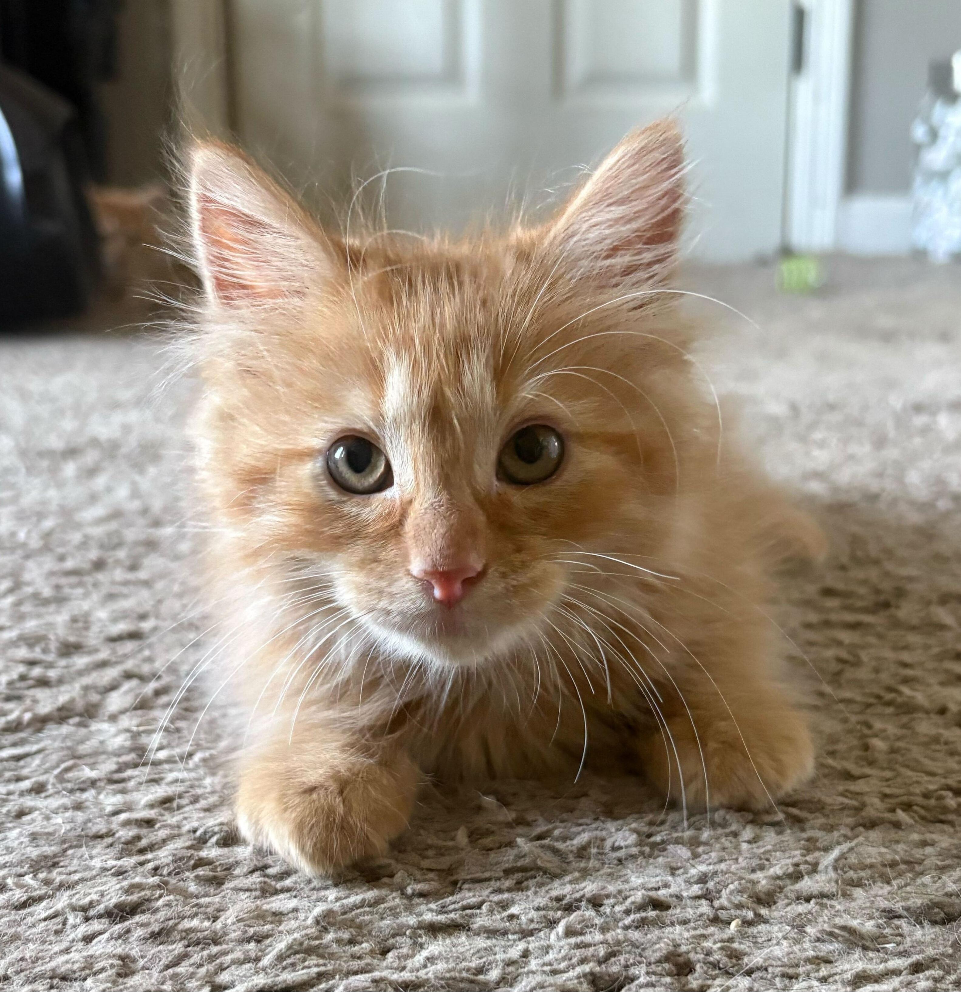 Enlarge Happy, an adopted Domestic Long Hair in Washington, MI image 1/1