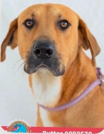Butter, Adoptable, Adult Male Black Mouth Cur.