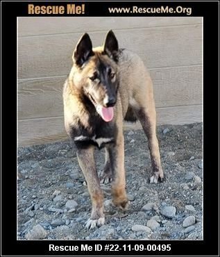 Cain, Adoptable, Young Male German Shepherd Dog.