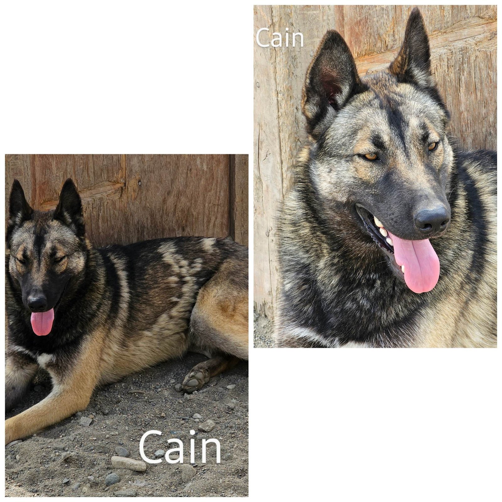 Cain, a Adoptable mixed breed in Wrightwood, CA image 2/9