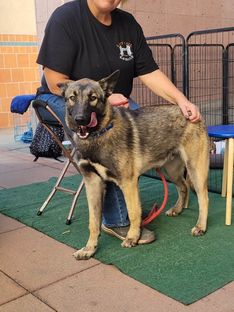 Cain, a Adoptable mixed breed in Wrightwood, CA image 3/9