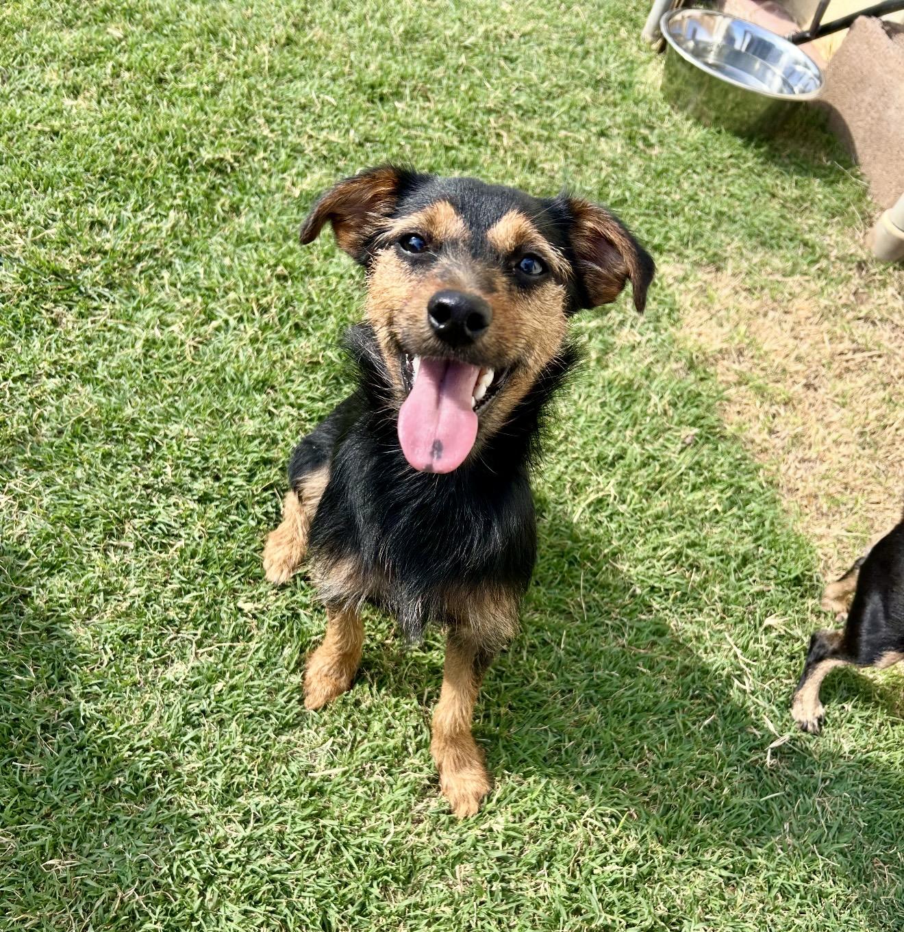 Enlarge Gena Gene, a Adoptable mixed breed in Pelham, NH image 4/6