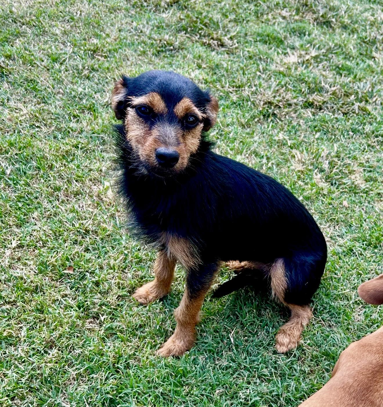Enlarge Gena Gene, a Adoptable mixed breed in Pelham, NH image 6/6