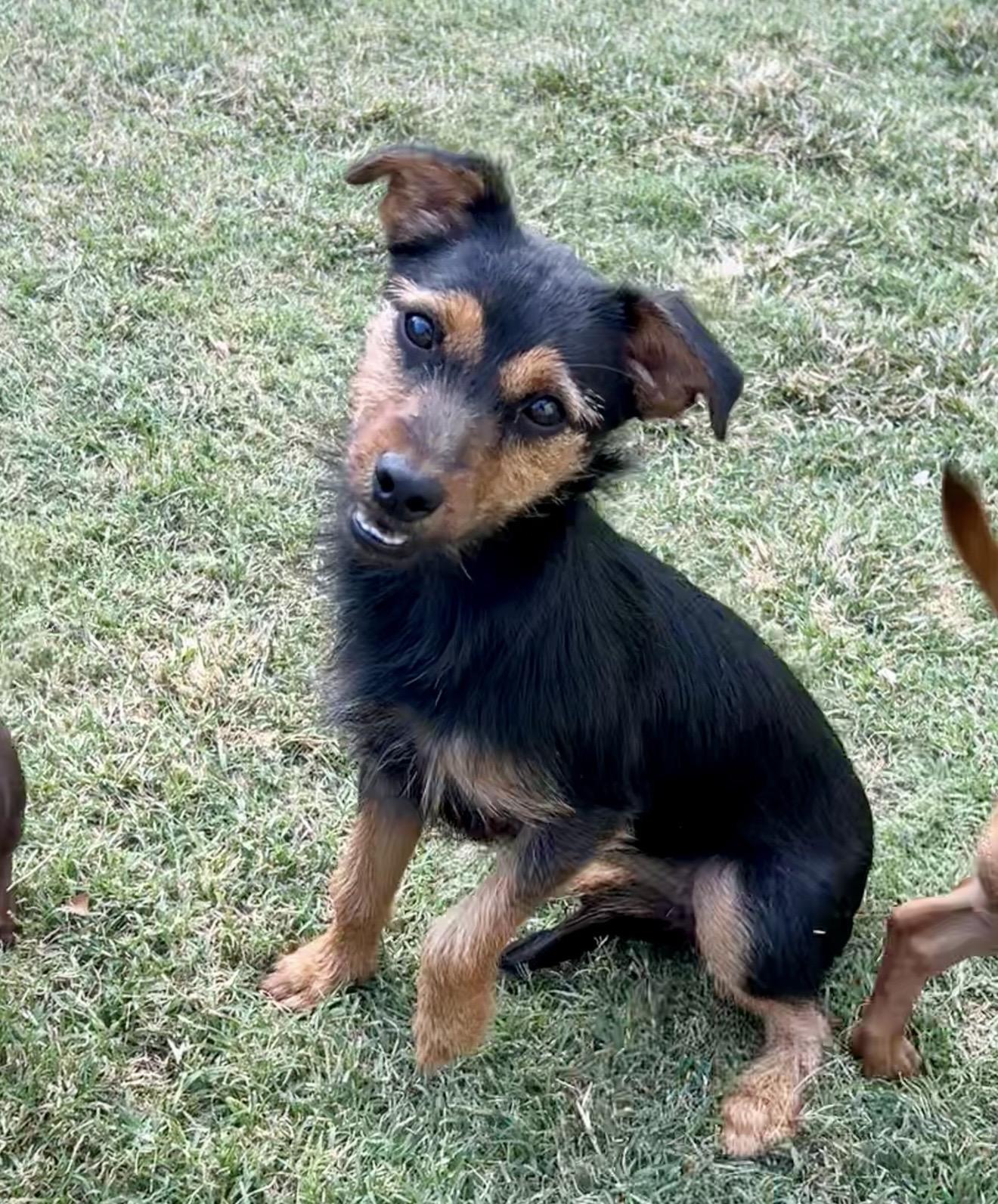 Enlarge Gena Gene, a Adoptable mixed breed in Pelham, NH image 5/6