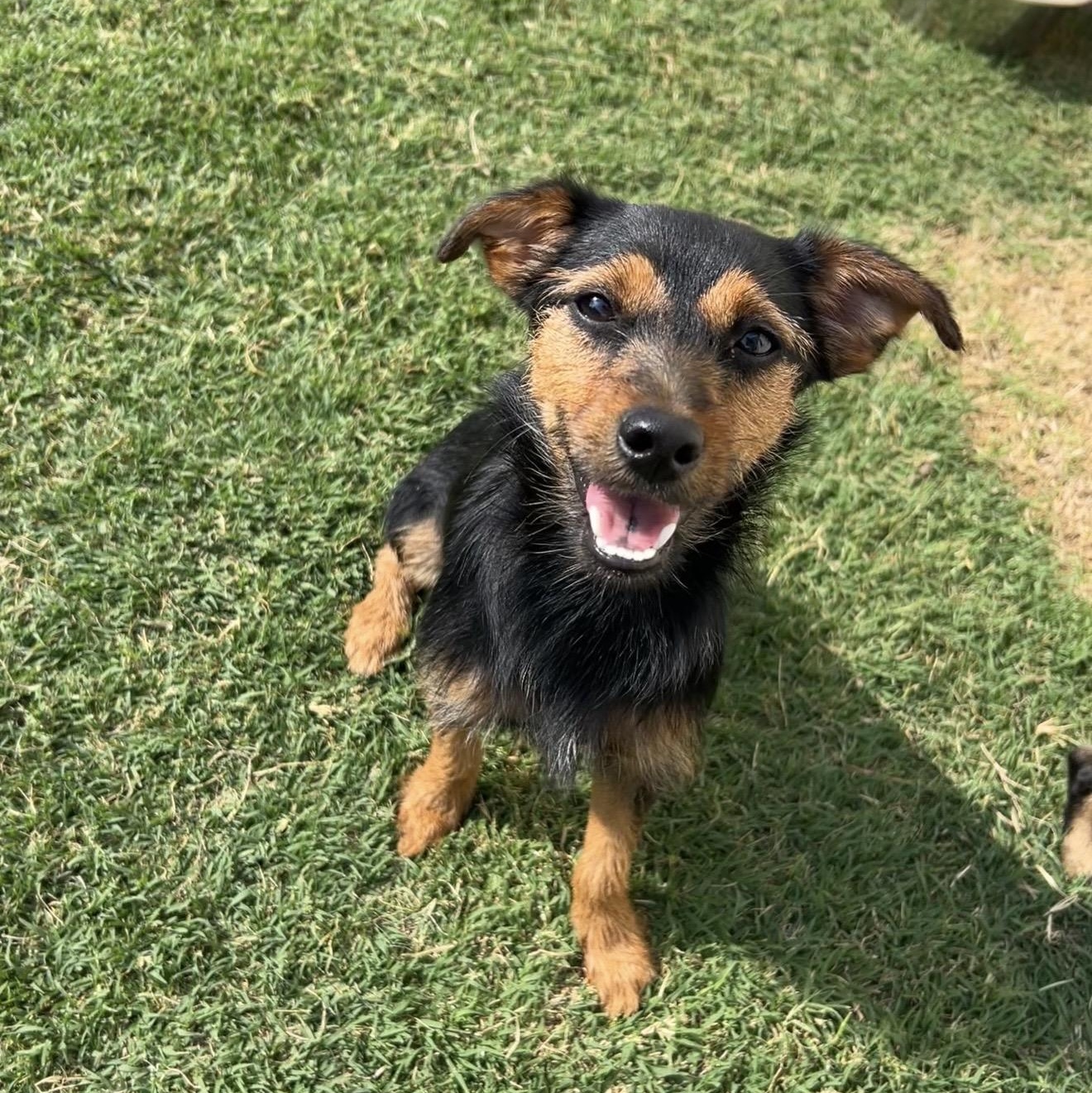 Gena Gene, Adoptable, Young Female Terrier & Dachshund.