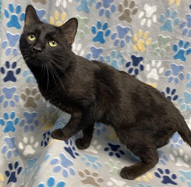 VINCENT, Adoptable, Adult Male Domestic Short Hair & Domestic Short Hair.