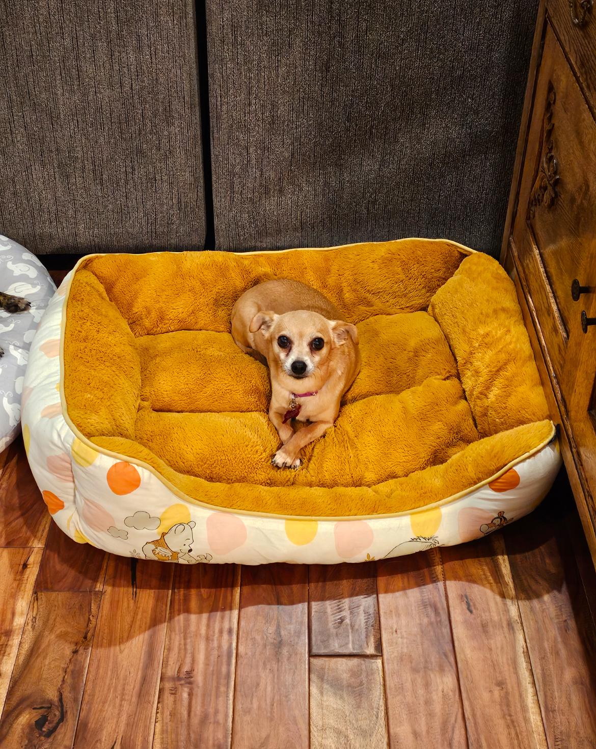 Lola, an adoptable Chihuahua in Whitewater, WI image 3/6