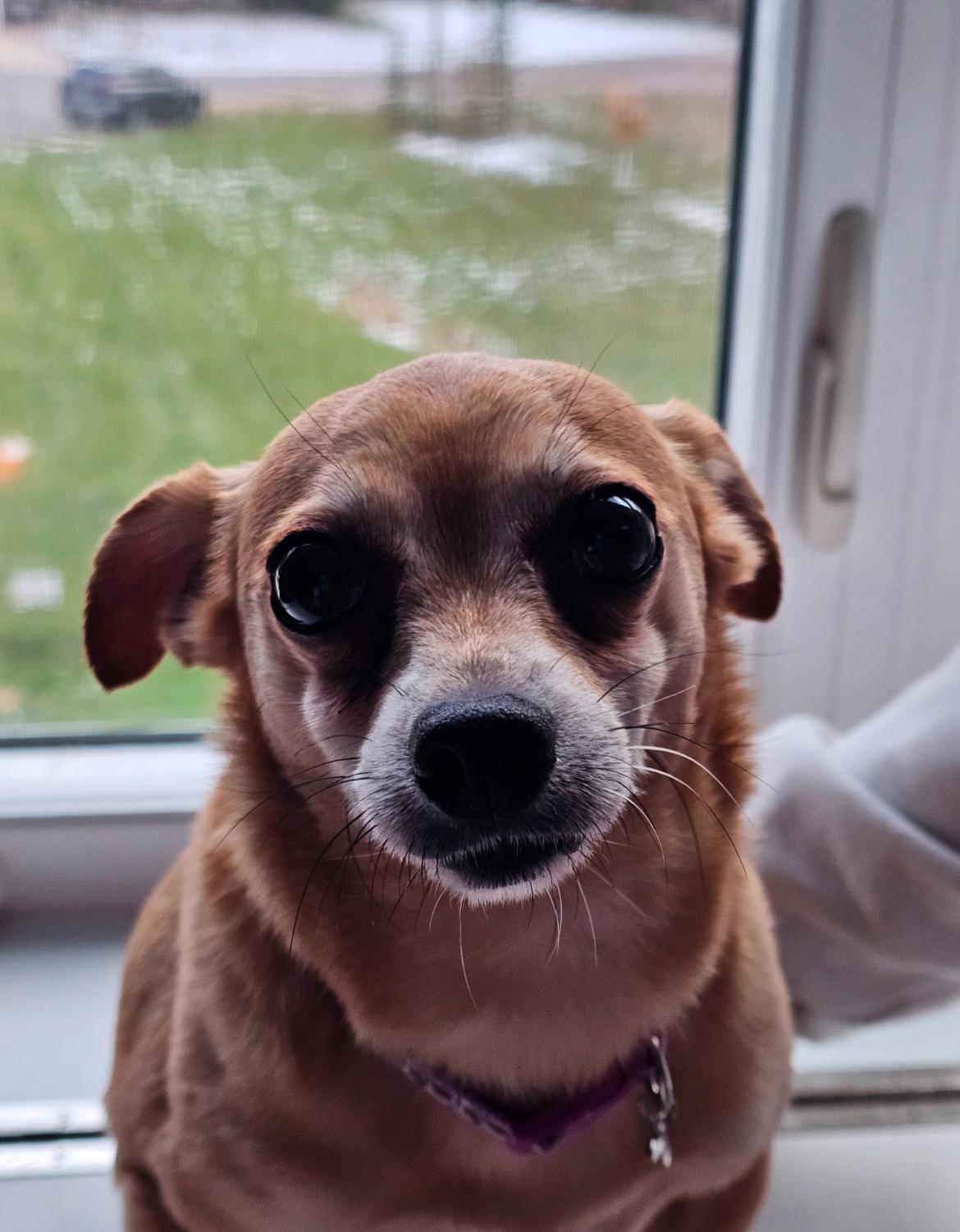 Lola, an adoptable Chihuahua in Whitewater, WI image 5/6