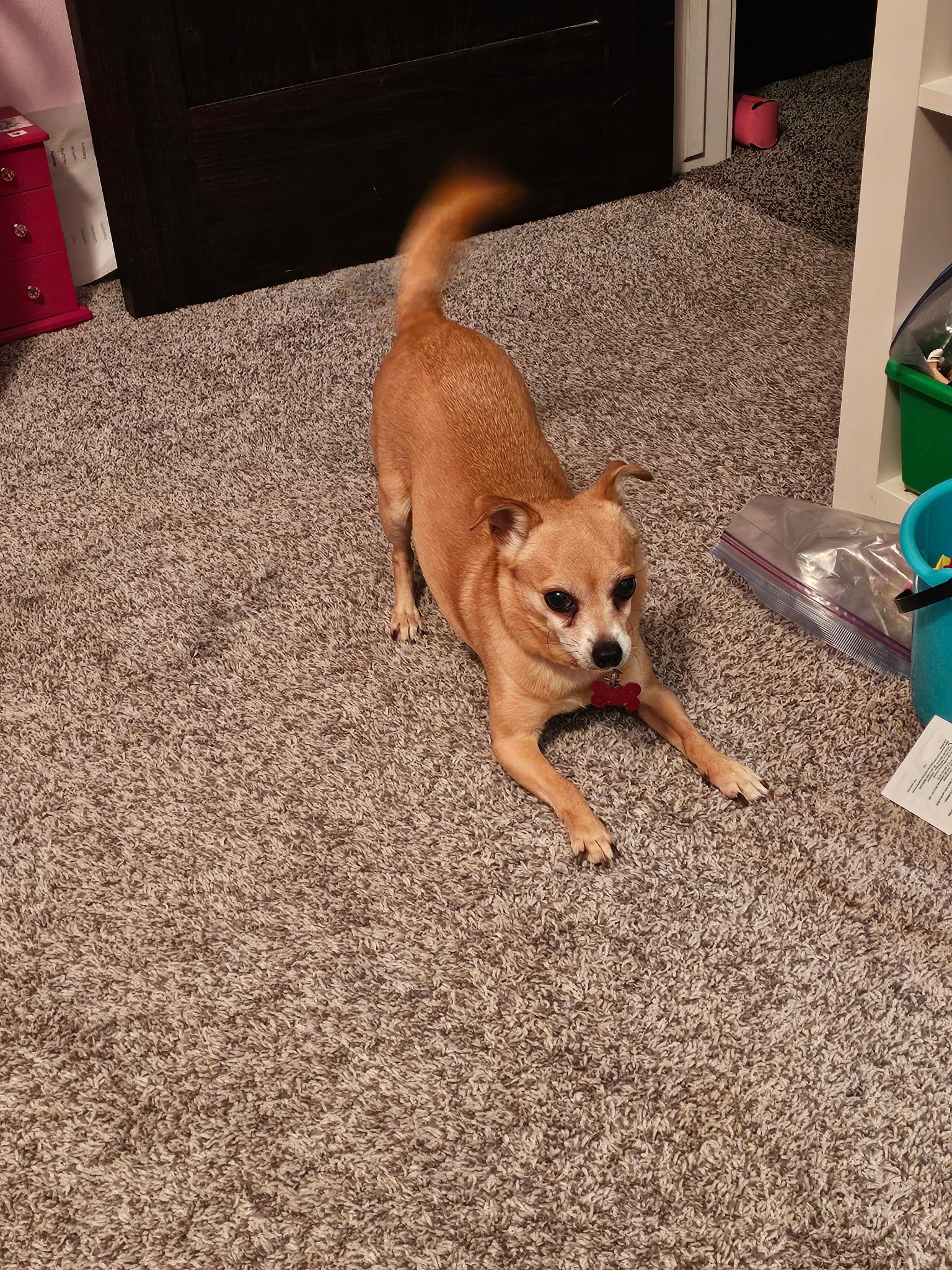 Lola, an adoptable Chihuahua in Whitewater, WI image 1/6