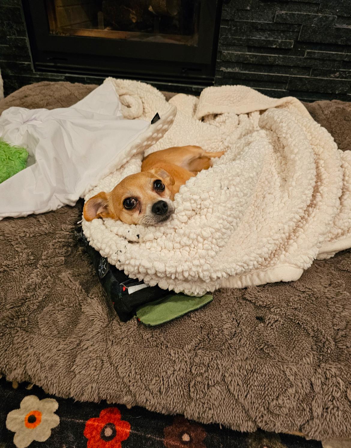 Lola, an adoptable Chihuahua in Whitewater, WI image 6/6