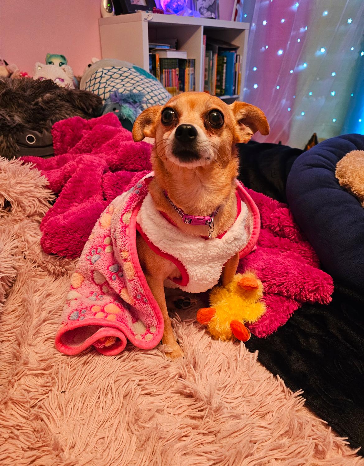 Lola, an adoptable Chihuahua in Whitewater, WI image 2/6