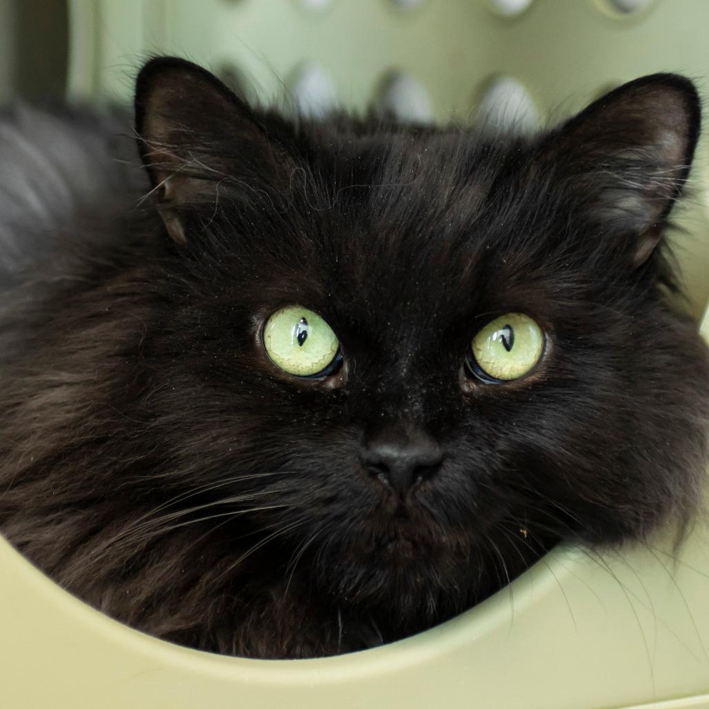 Crow, Adoptable, Adult Male Domestic Long Hair.