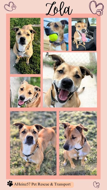 Zola, Adoptable, Adult Female Terrier & Mixed Breed.