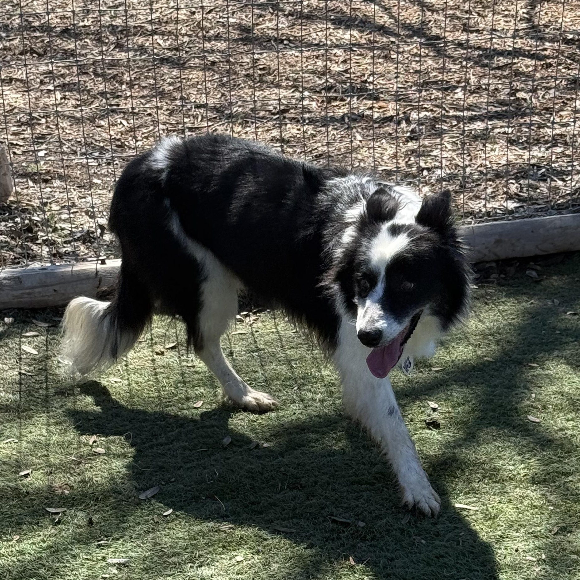 Sophia, adopted, Adult Female Border Collie.