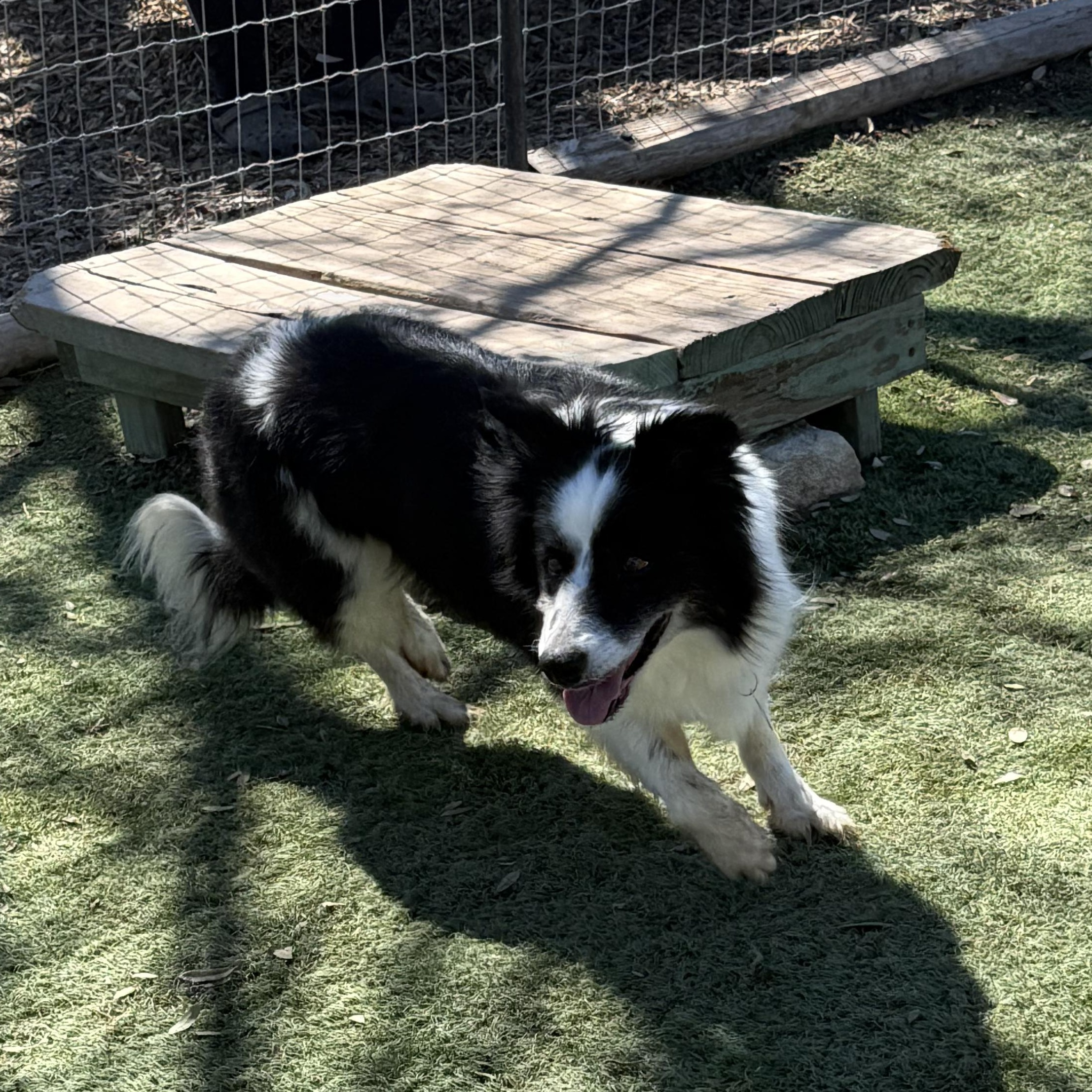 Enlarge Sophia, an adopted Border Collie in Center Point, TX image 3/3