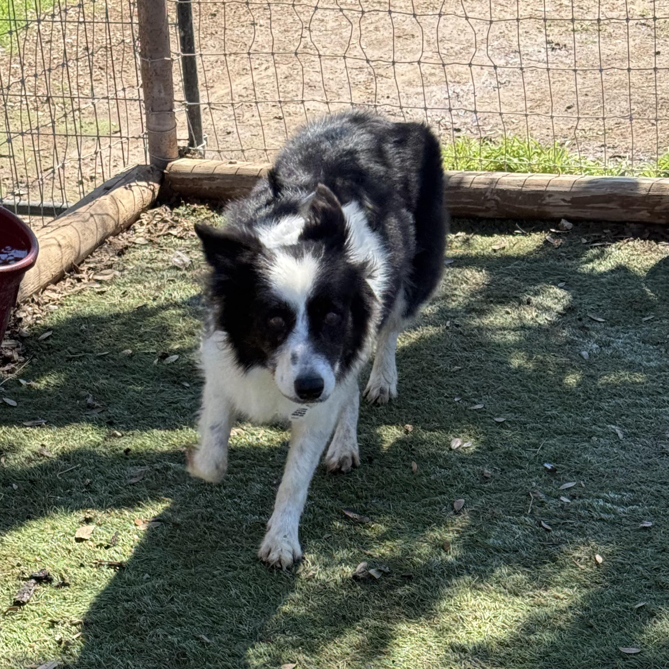 Enlarge Sophia, an adopted Border Collie in Center Point, TX image 2/3