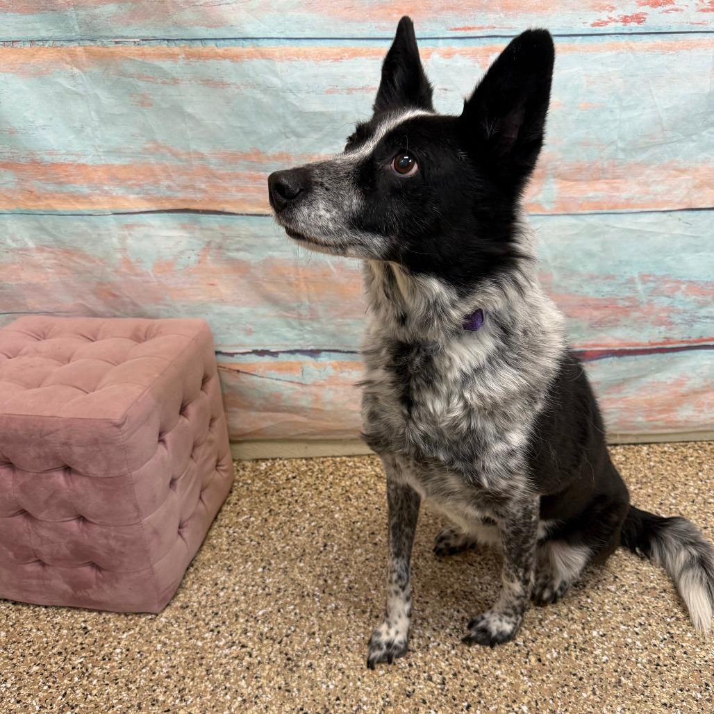 Skye, Adoptable, Senior Female Mixed Breed.