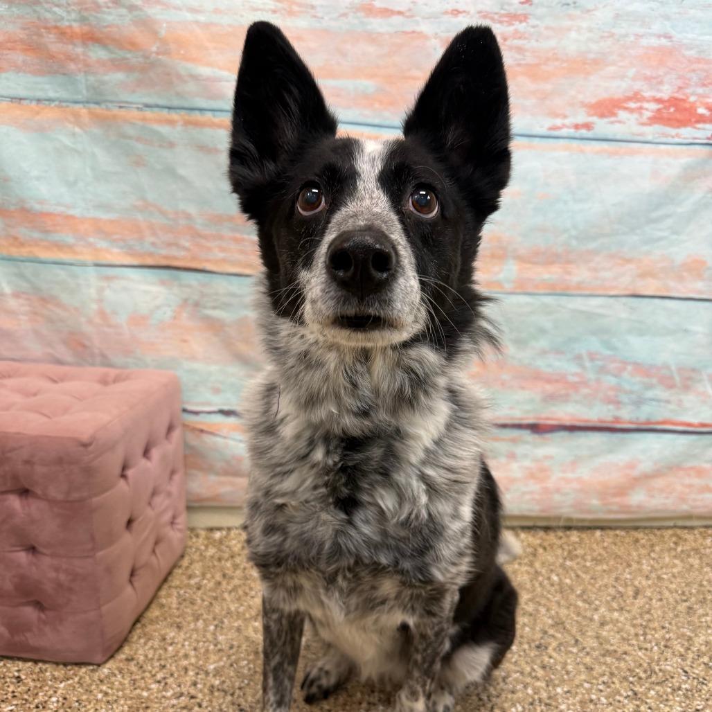 Enlarge Skye, a Adoptable Mixed Breed in Cheyenne, WY image 2/4