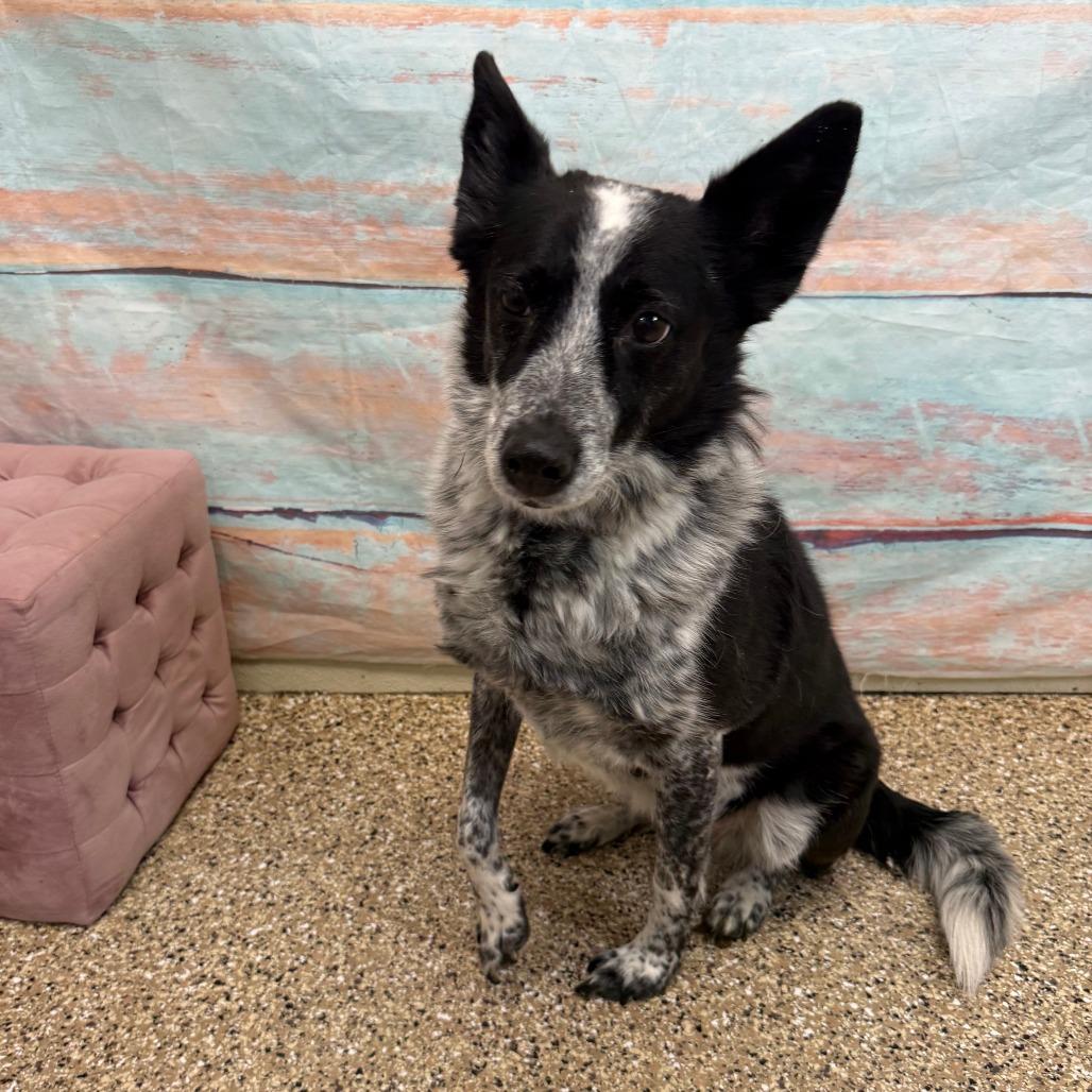 Enlarge Skye, a Adoptable Mixed Breed in Cheyenne, WY image 3/4