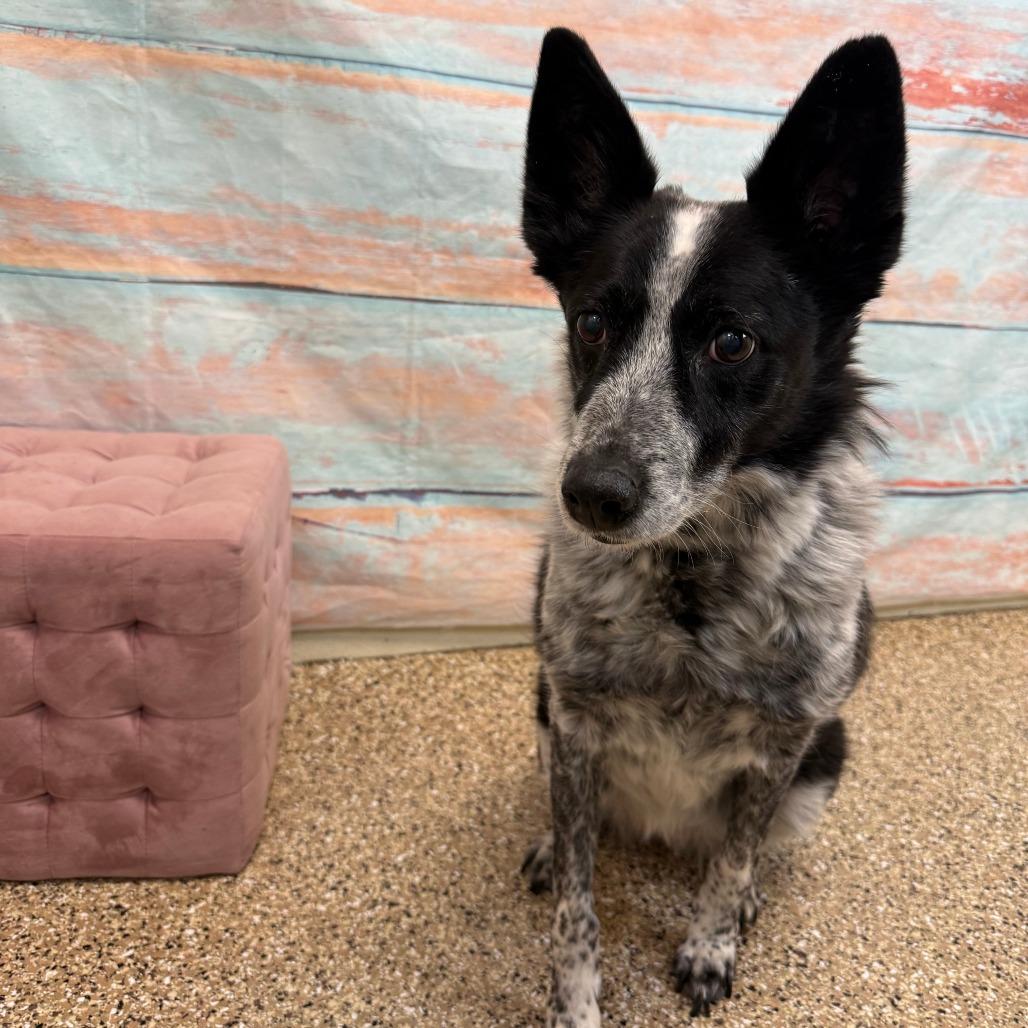 Enlarge Skye, a Adoptable Mixed Breed in Cheyenne, WY image 4/4