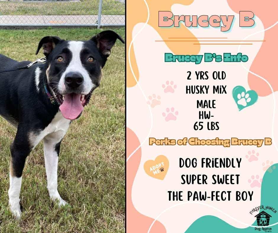 Enlarge Brucey, an adopted mixed breed in Aulac, NB image 1/1