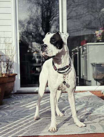 Enlarge Rubard, an adoption pending Boxer in Middlesex, NJ image 1/6