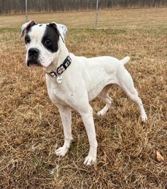 Enlarge Rubard, an adoption pending Boxer in Middlesex, NJ image 5/6