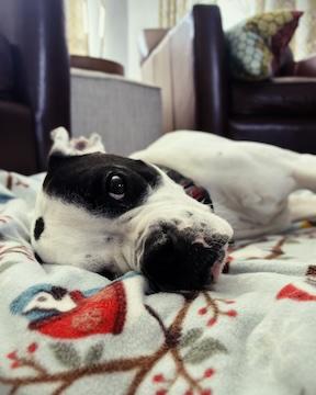 Enlarge Rubard, an adoption pending Boxer in Middlesex, NJ image 3/6