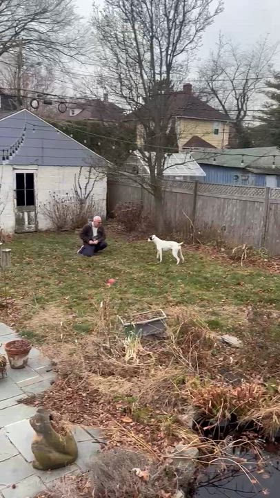 Enlarge Rubard, an adoption pending Boxer in Middlesex, NJ video 6/6