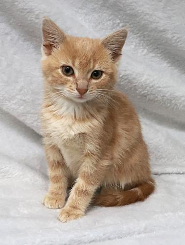 Crystal, Adoptable, Young Female Domestic Short Hair.