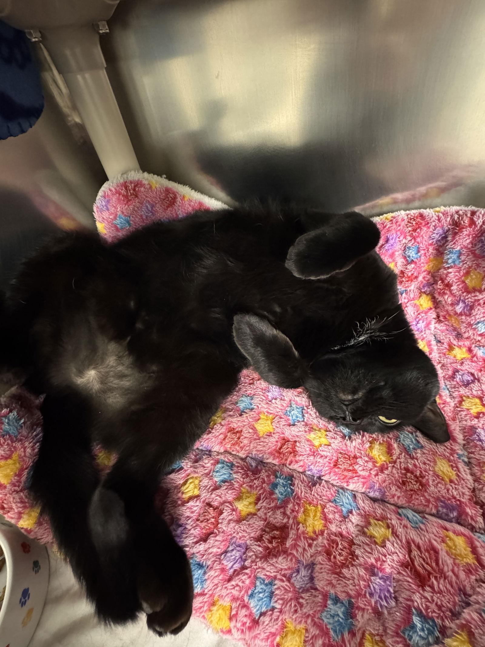 Enlarge Shadow *bonded pair*-pendind, a Adopted Domestic Short Hair in Brick, NJ image 1/3