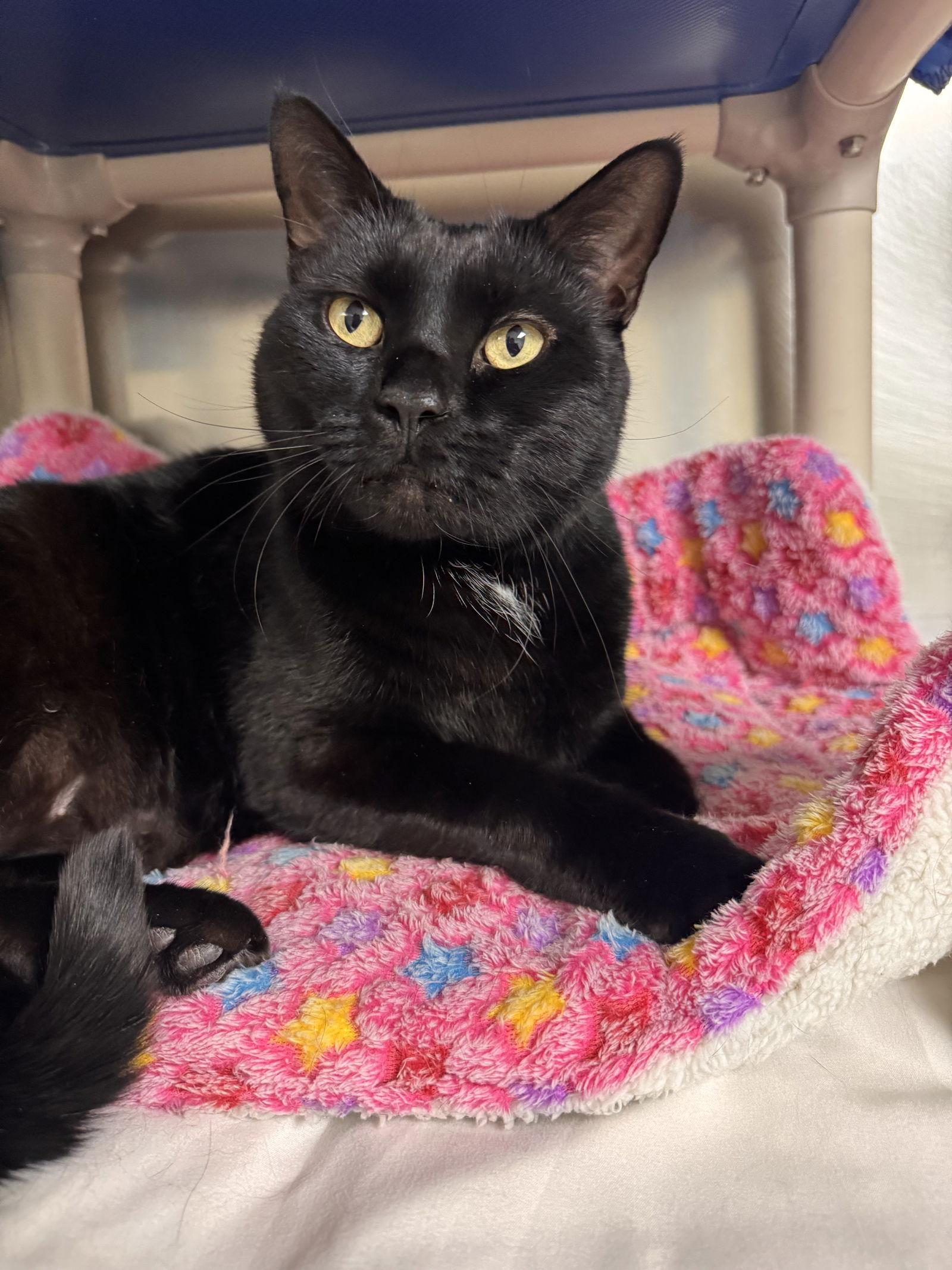 Enlarge Shadow *bonded pair*-pendind, a Adopted Domestic Short Hair in Brick, NJ image 2/3