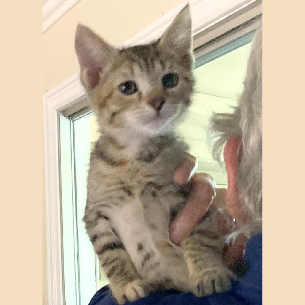 Enlarge Sunny, a Adoptable Domestic Short Hair in Pleasant Hill, CA image 1/1