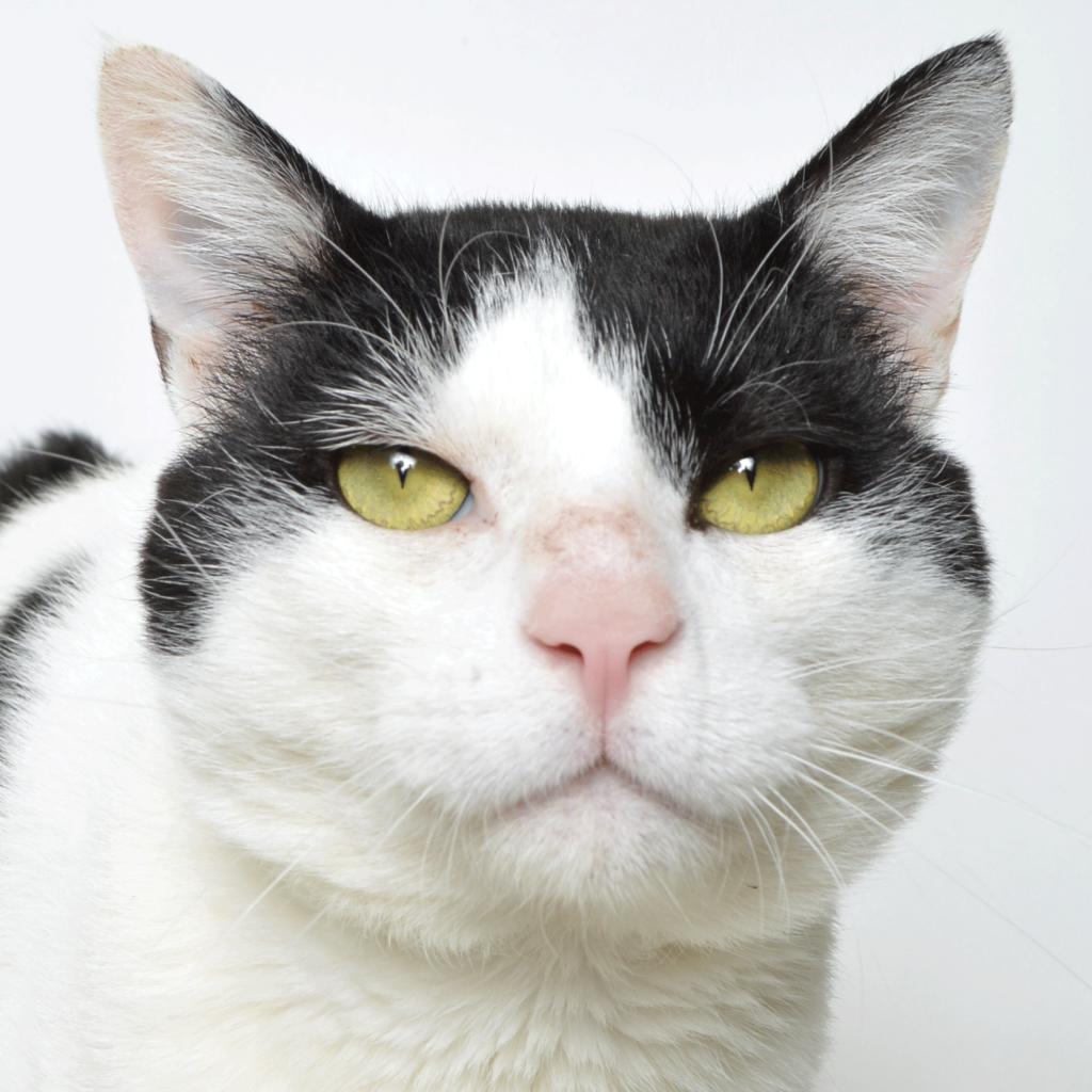 Mr. Meow — thumbnail 2