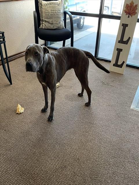 Enlarge AMY, a Adoptable Pit Bull Terrier in Killeen, TX image 1/1