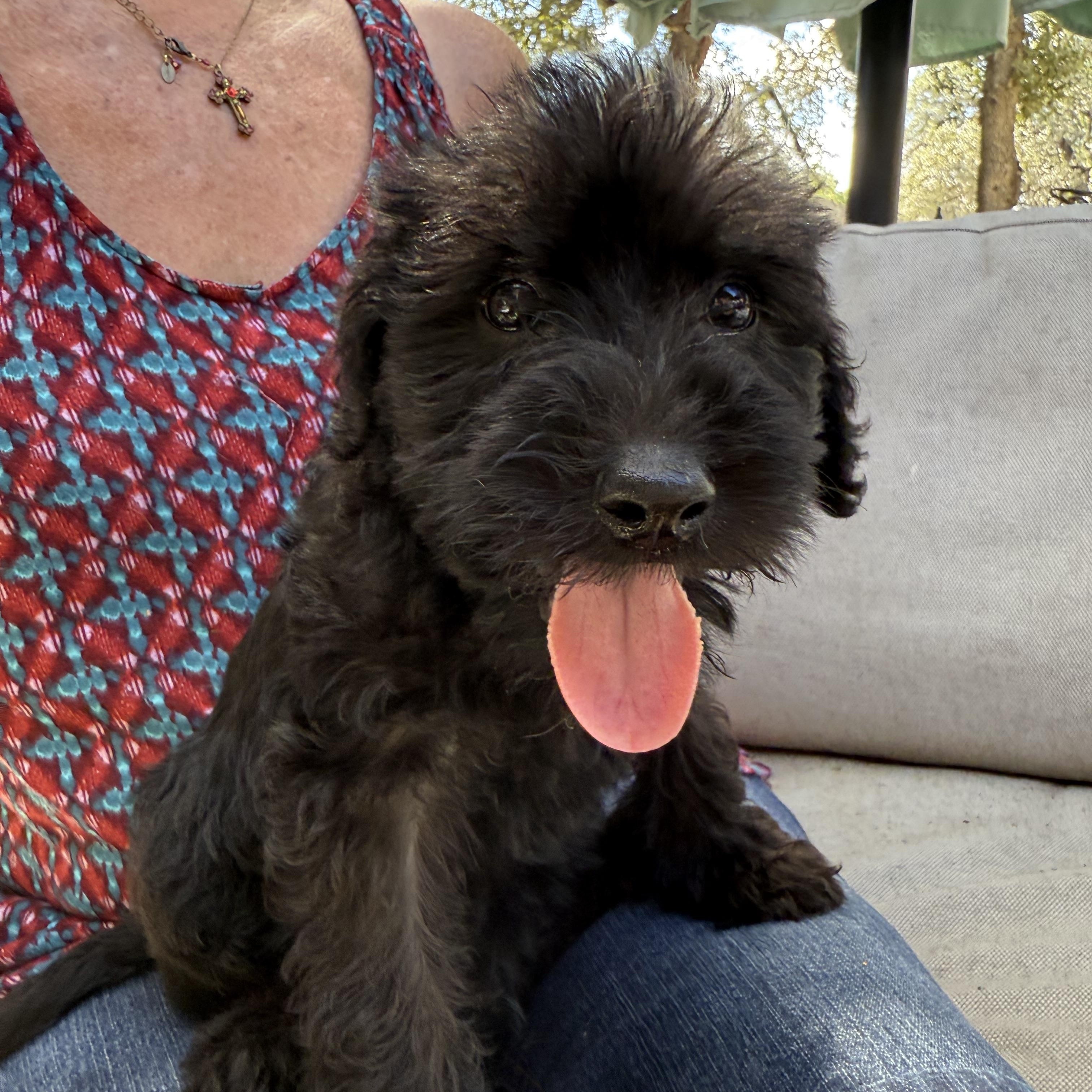 Schnoodles puppies!!!! Apply now!, an adoptable Schnoodle in Niantic , CT, 06357 | Photo Image 6