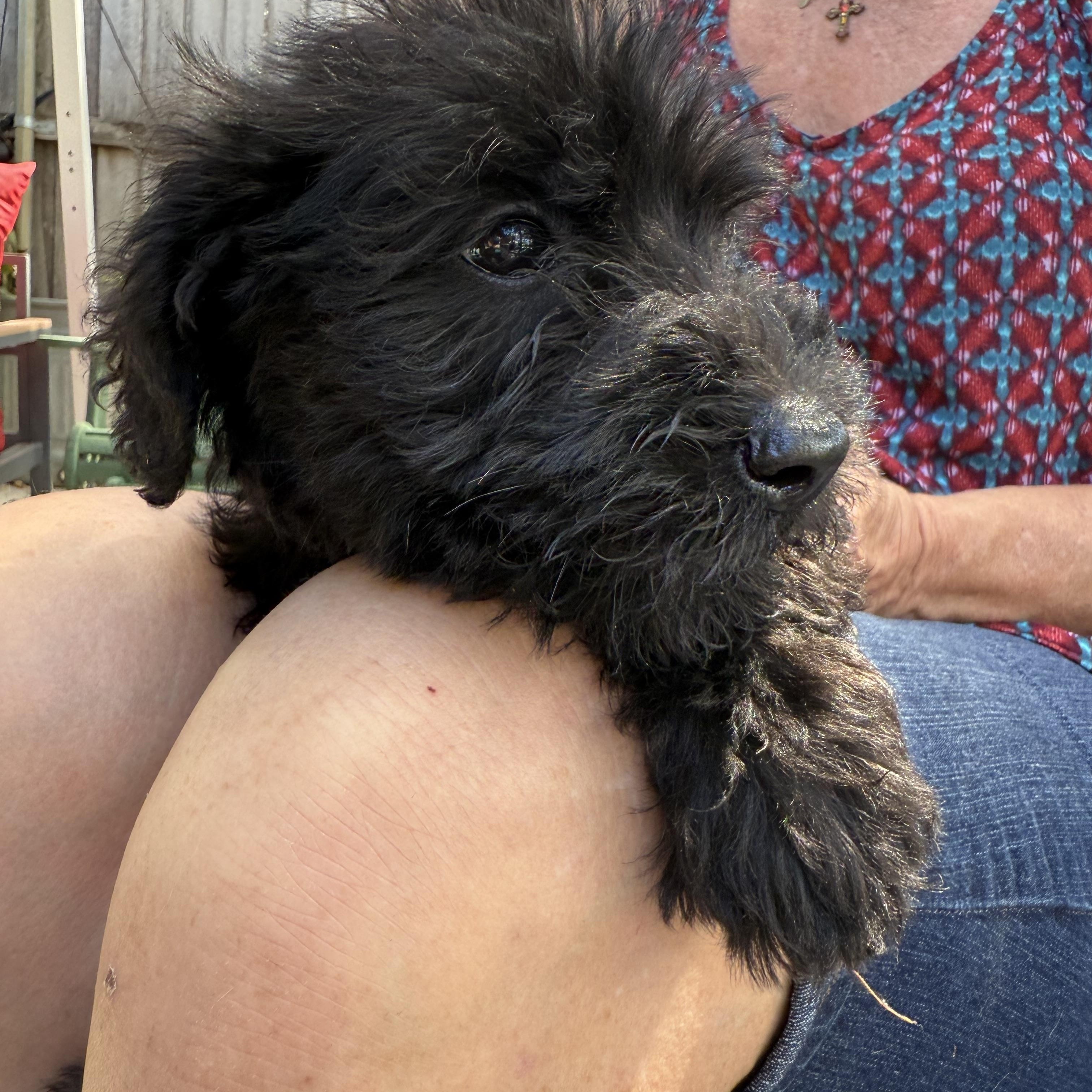 Schnoodles puppies!!!! Apply now!, an adoptable Schnoodle in Niantic , CT, 06357 | Photo Image 3