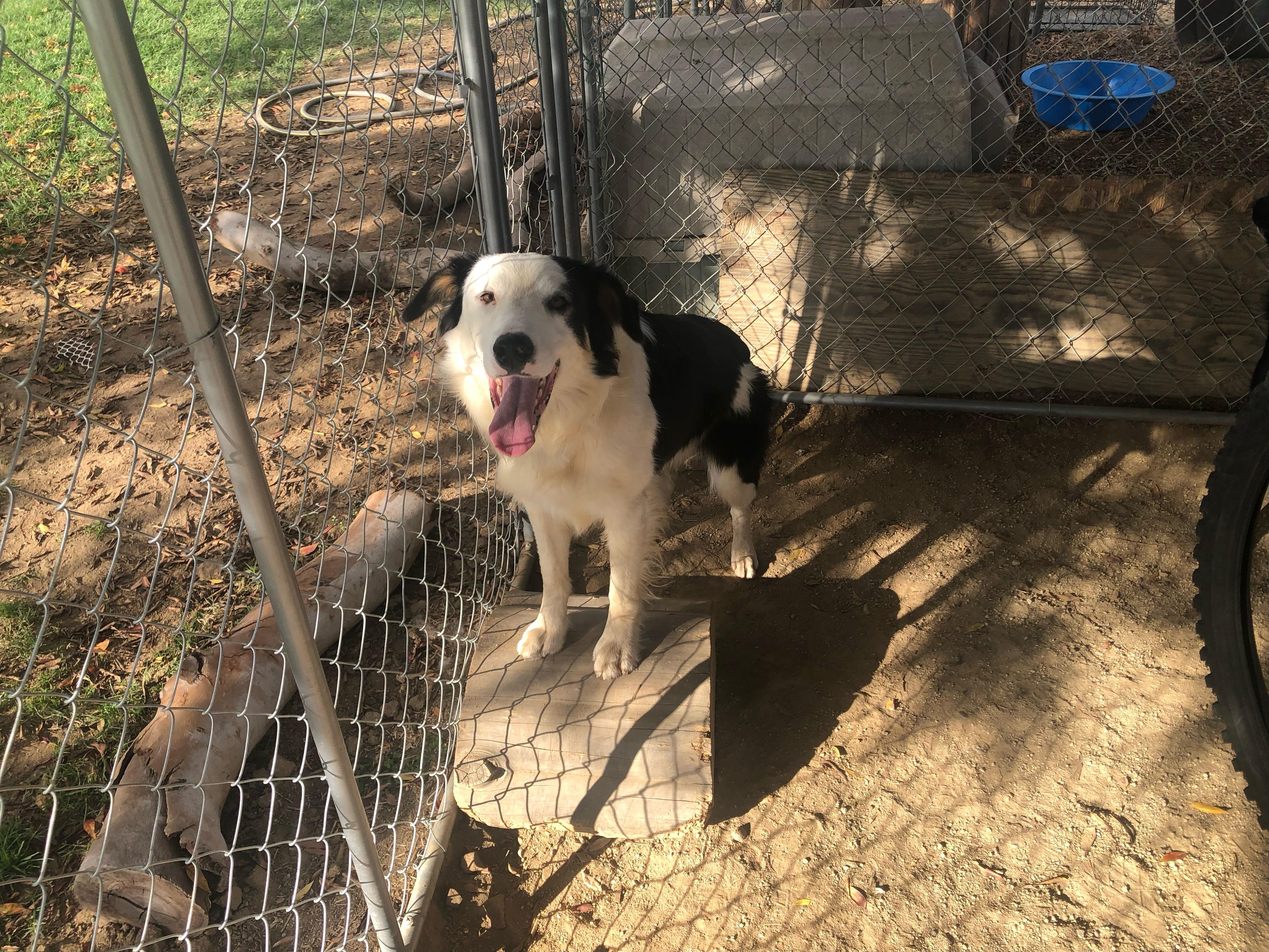 Sundance, a Adoptable mixed breed in Coarsegold, CA image 1/5