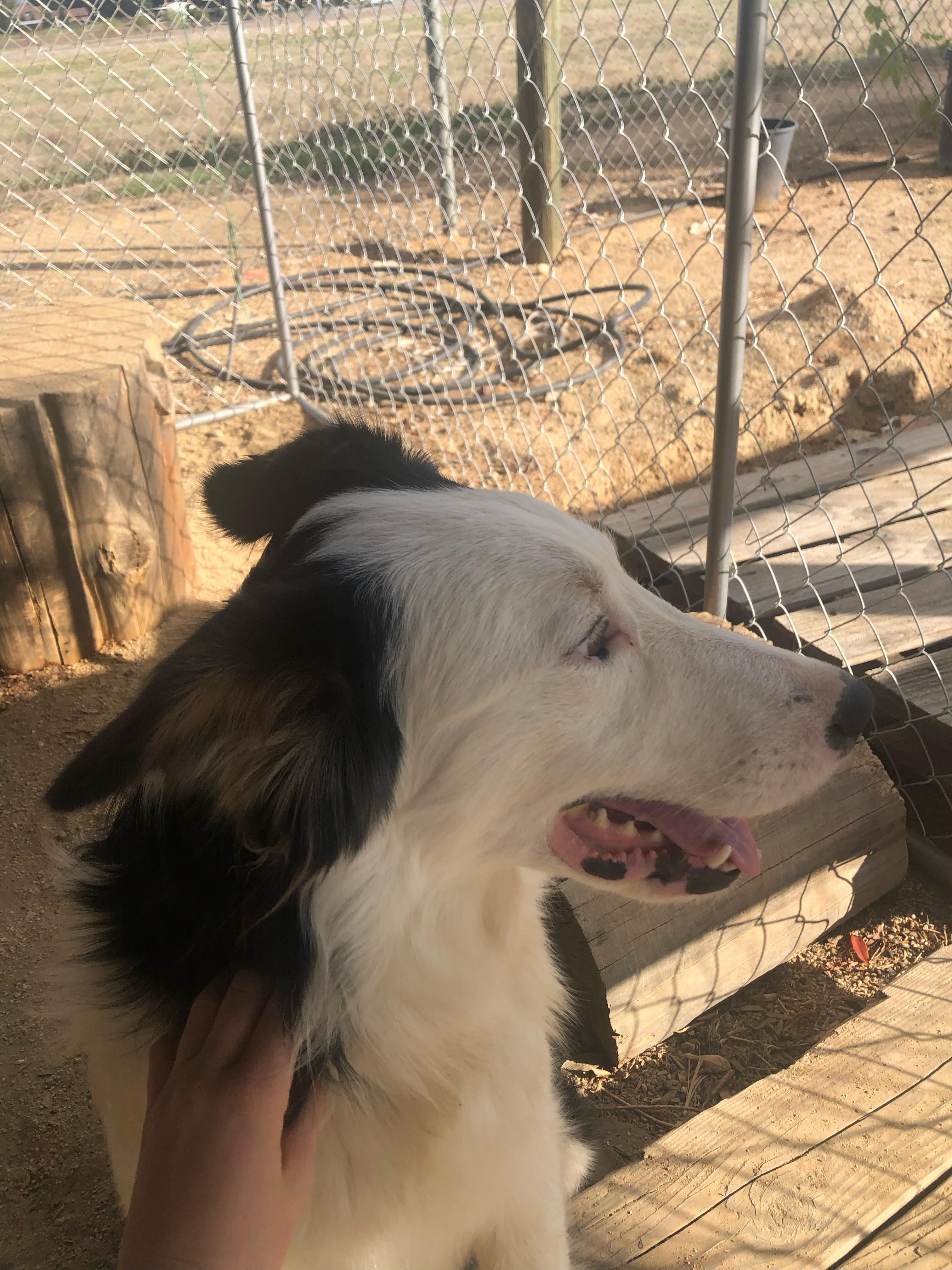 Sundance, a Adoptable mixed breed in Coarsegold, CA image 2/5