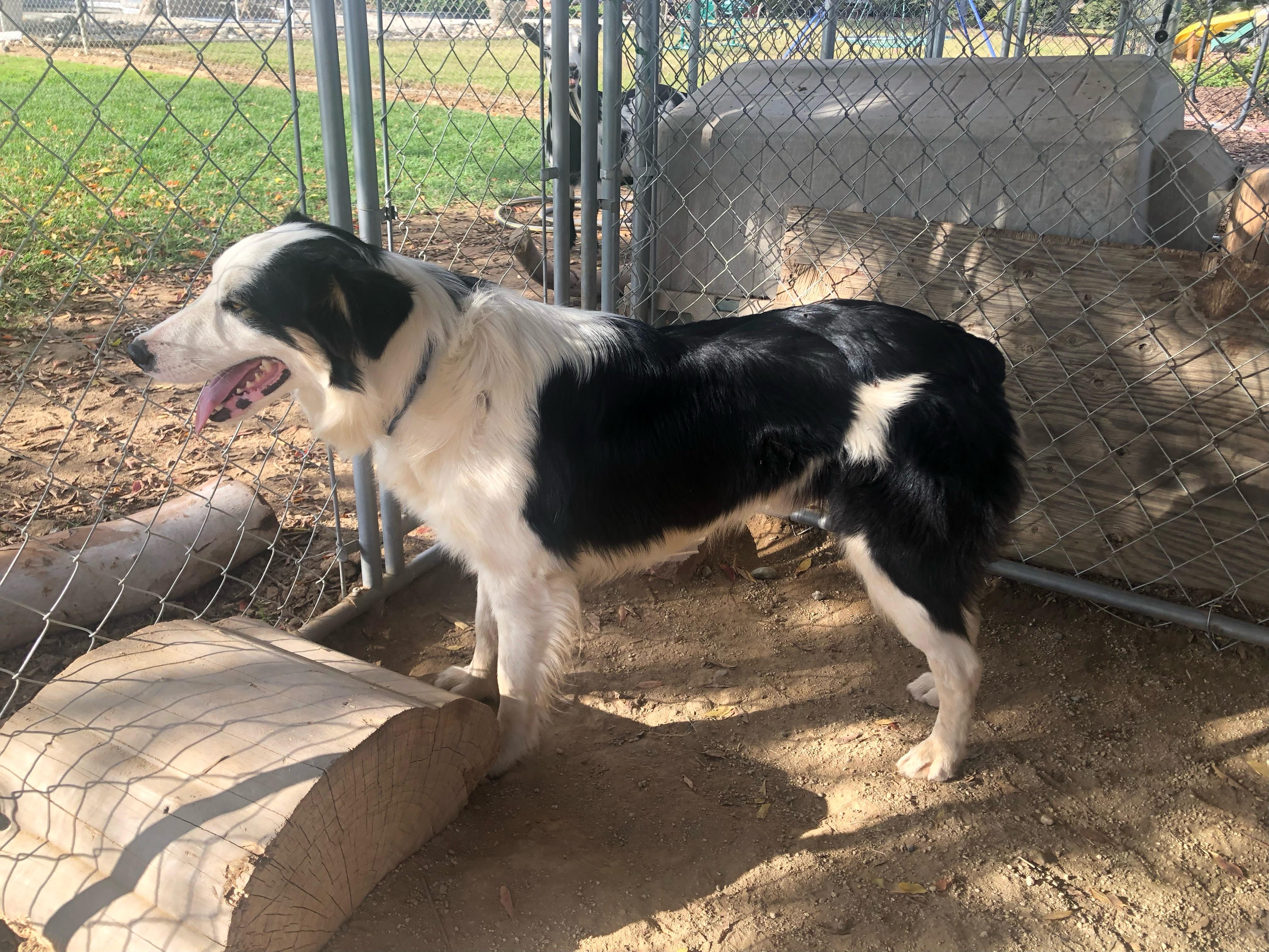Sundance, a Adoptable mixed breed in Coarsegold, CA image 3/5