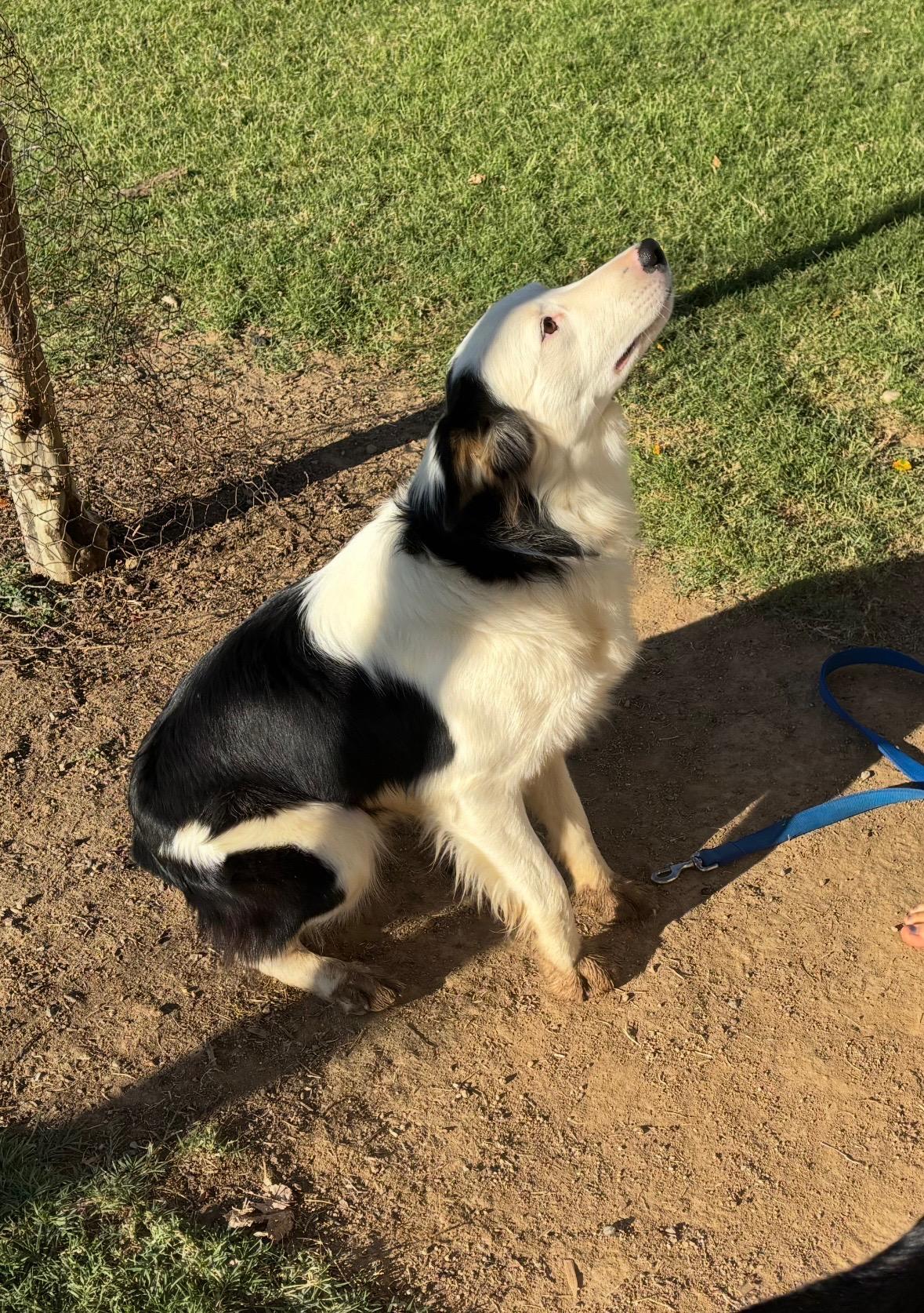 Sundance, Adoptable, Young Male Australian Shepherd & Border Collie.