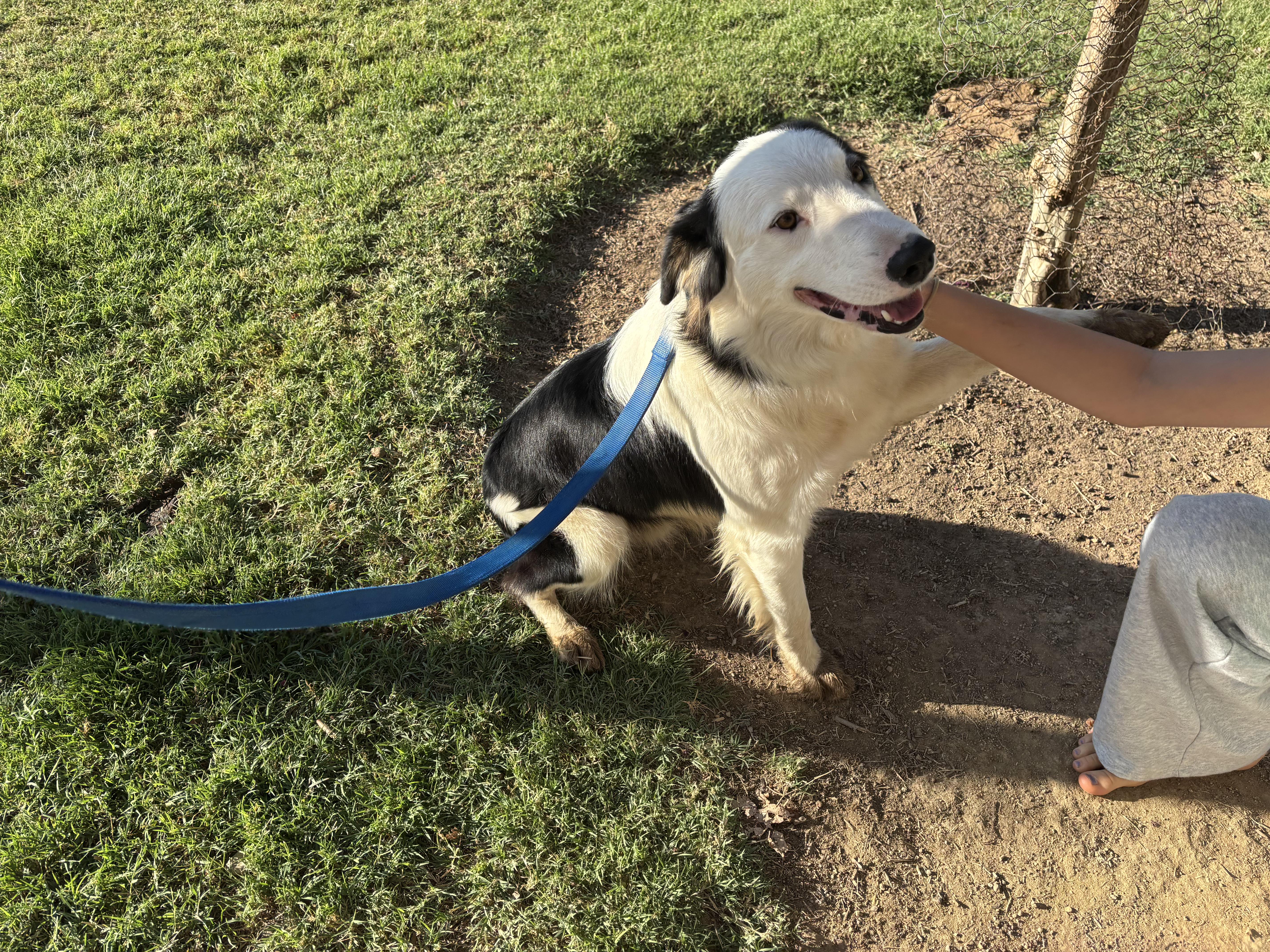 Sundance, a Adoptable mixed breed in Coarsegold, CA image 5/5