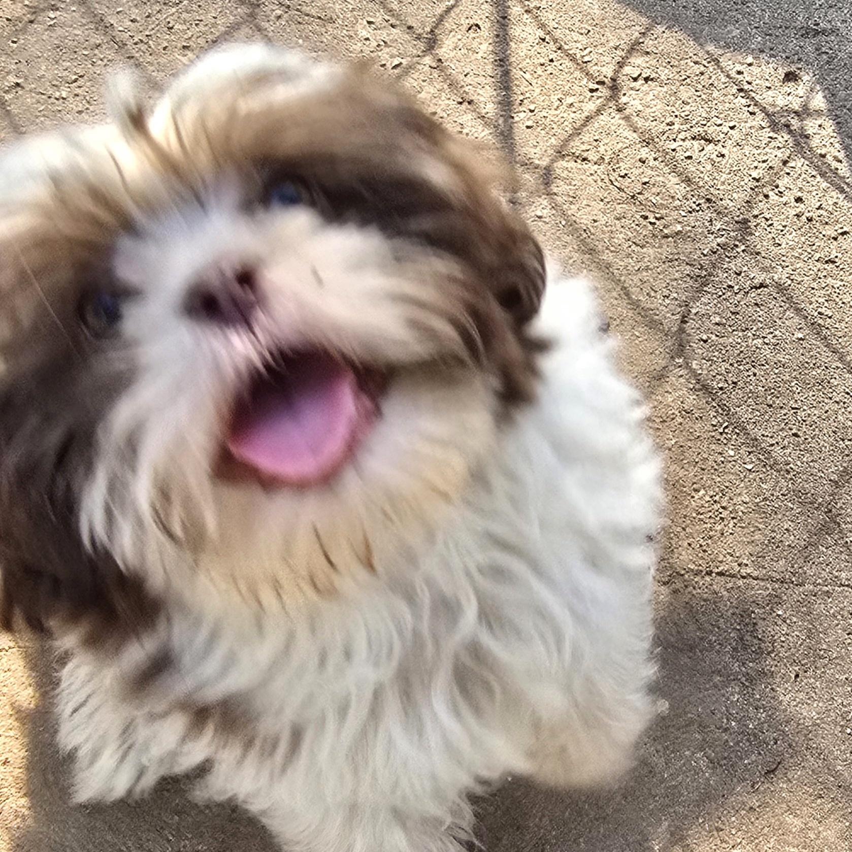 Aspen, adopted, Puppy Male Shih Tzu.