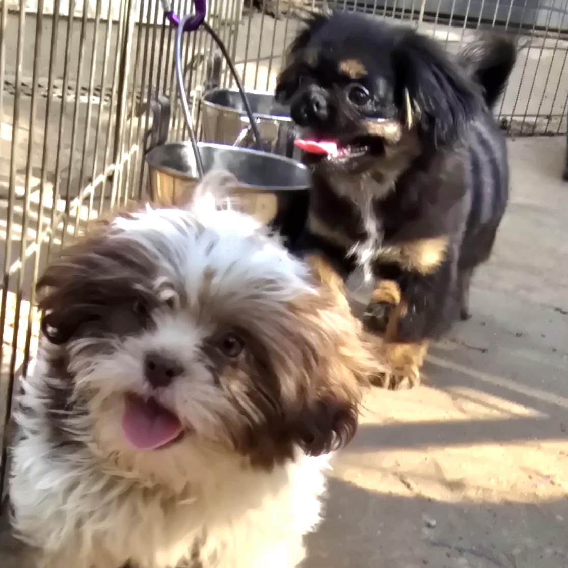 Enlarge Aspen, an adopted Shih Tzu in Athens, AL image 2/4